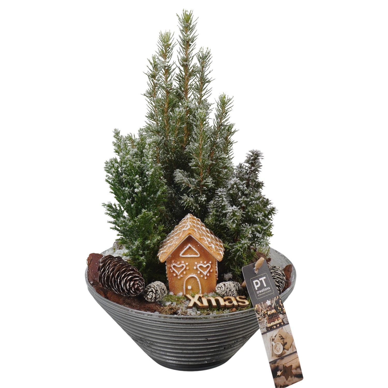 PTCWW6811 Arrangement Winter in glas schaal, D 19 cm