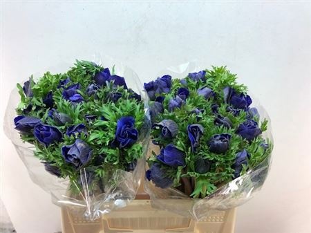 Анемон Галил Блю 40 (син.), шт.