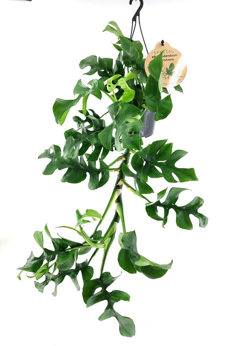 MONSTERA MINIMA H1981 Mon.Minima Ample, D 12 cm