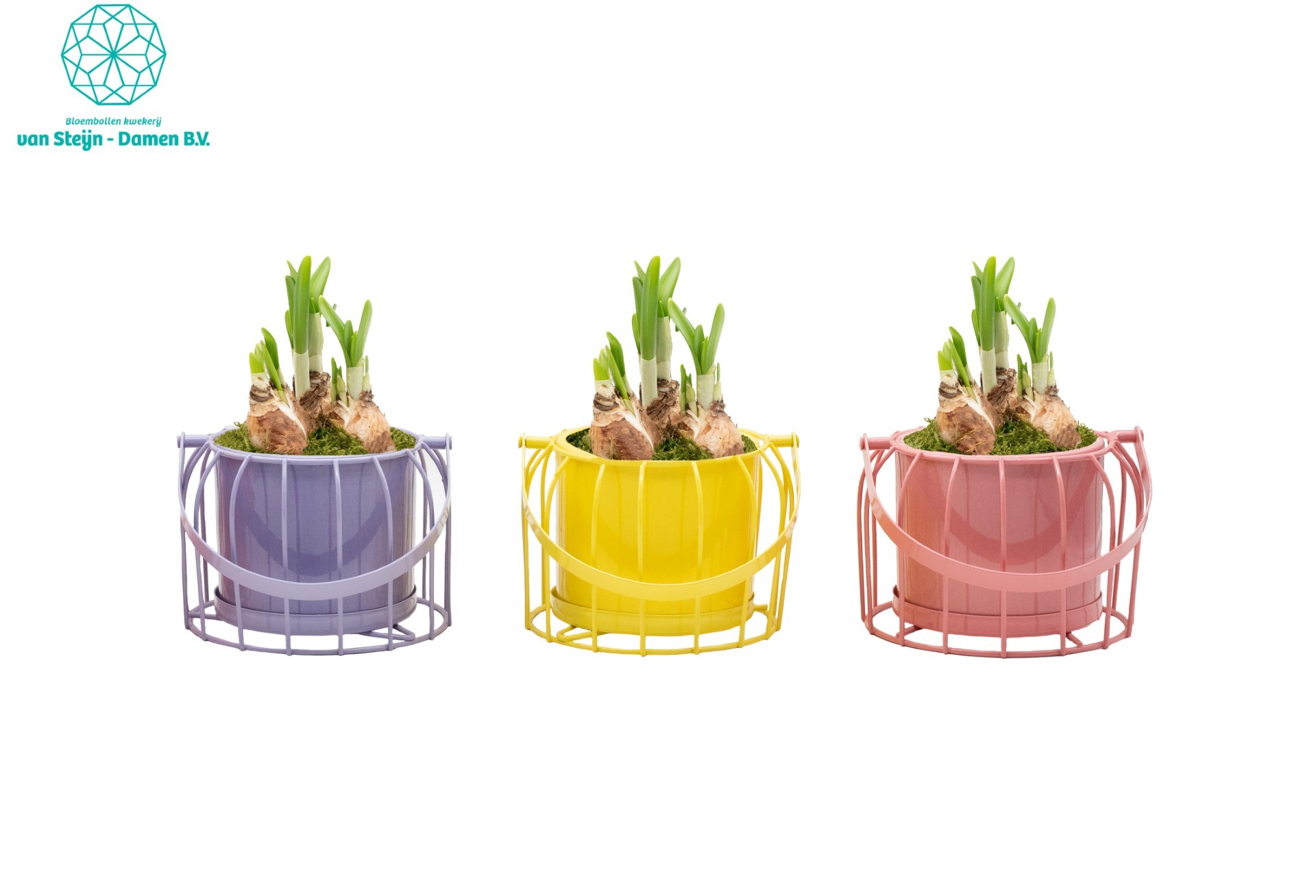 Narcissus 'ColorCage' (Without Moss), D 14