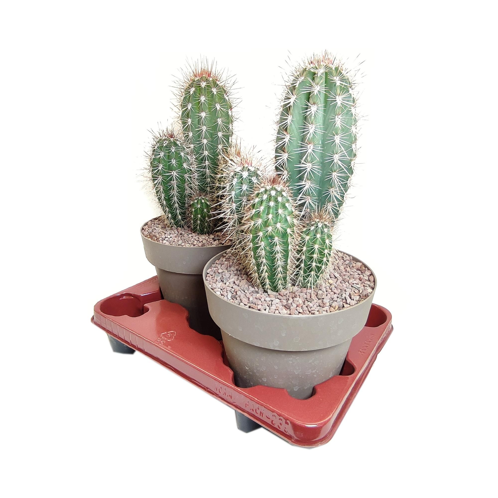 PACHYCEREUS PRINGLEI - POT Ø 20 - TRAY 2 PCS (CACTUS), D 20