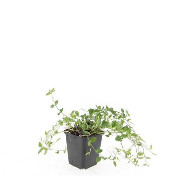 Vinca minor 'Gertrude Jekyll', D 9