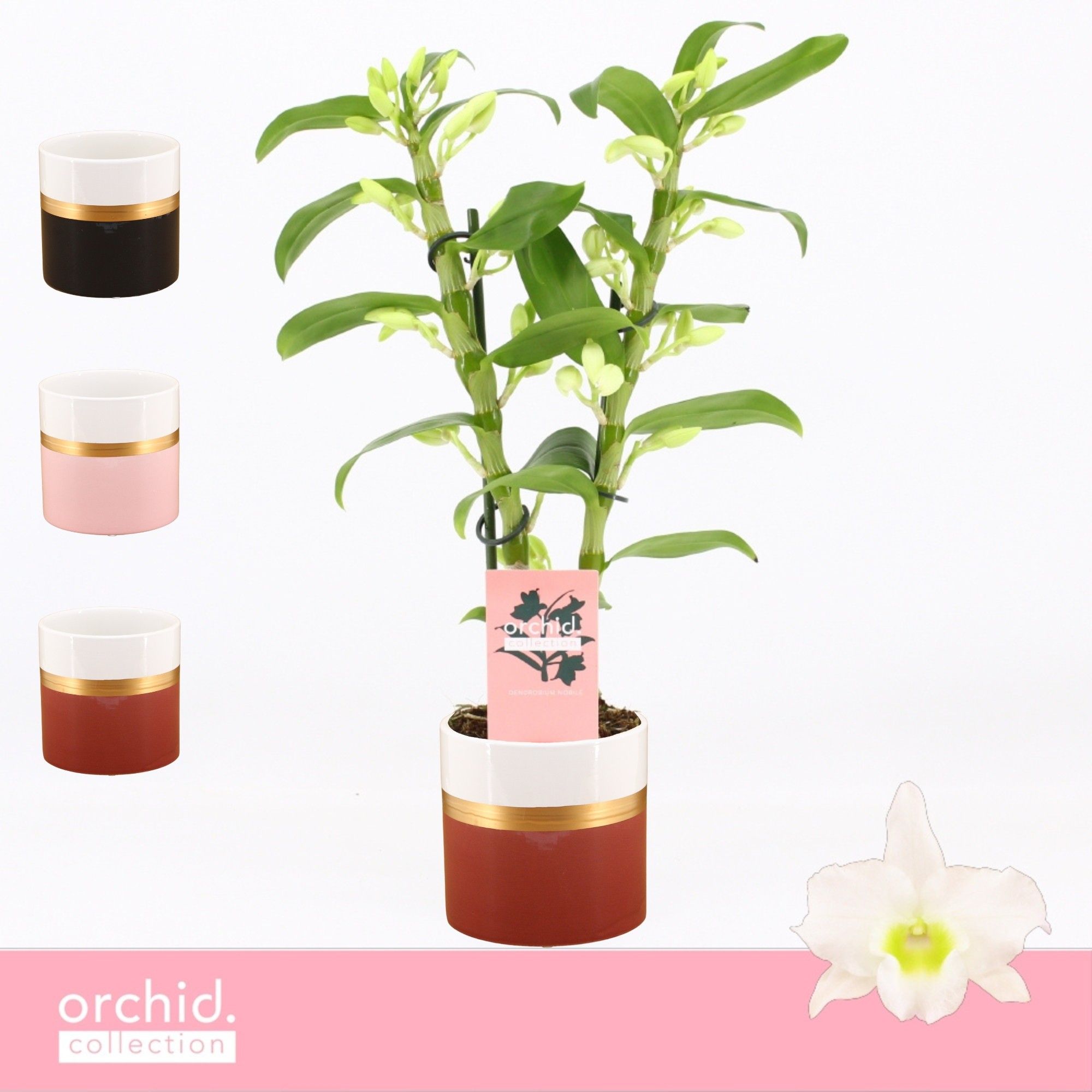 Dendrobium Nobilé, Apollon 2-spike Compact in Dolomite Horizon 'Orchid Collection', D 12