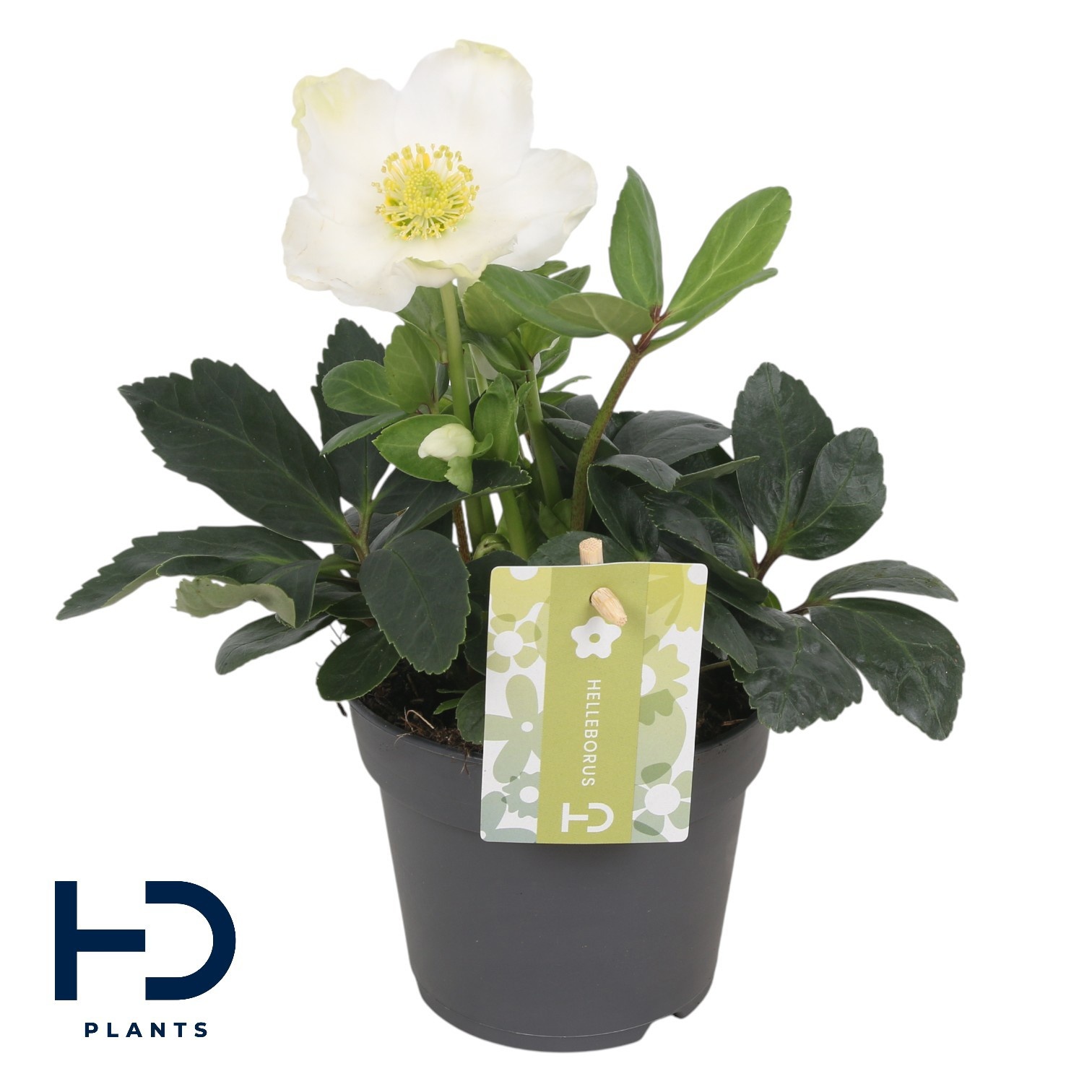Helleborus niger 'Christmas Carol' LARGE p12, D 12 cm