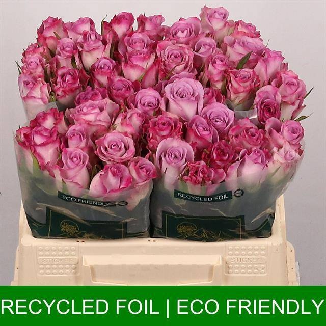 Роза од. Триллер 35, шт.