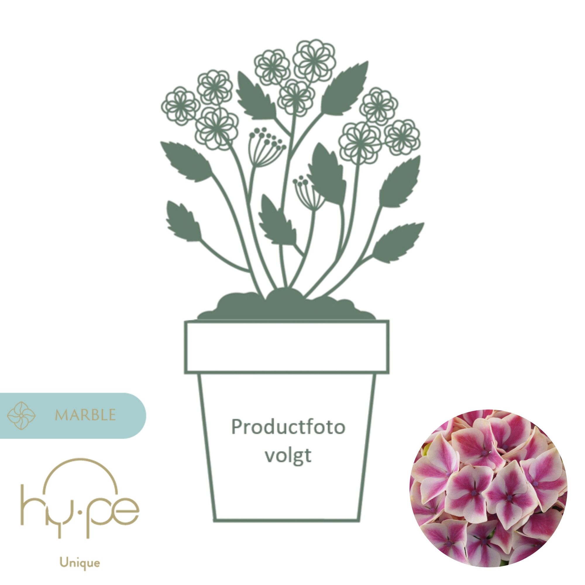 Hydrangea Diva Pink 10+ | Hy-pe Unique, D 23