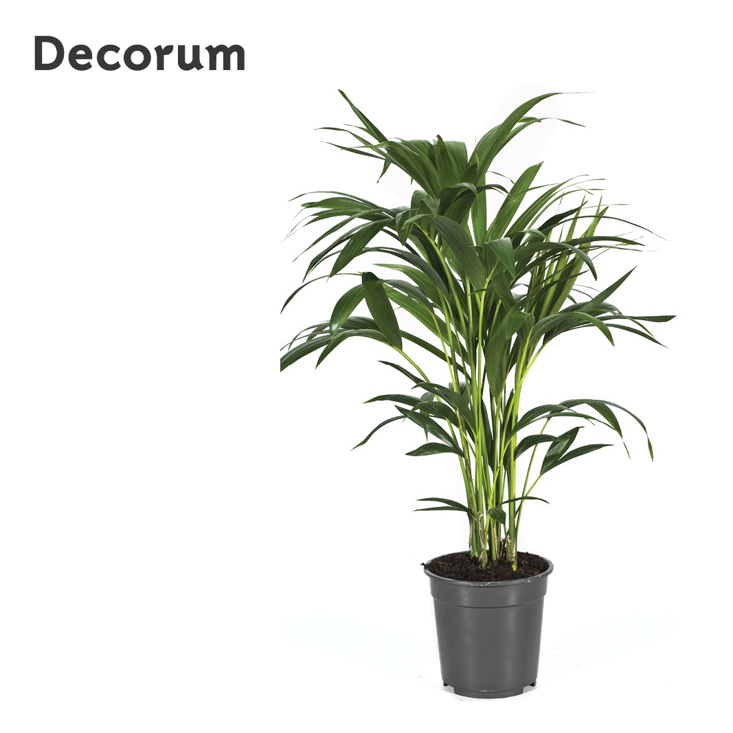 Howea forsteriana 90cm (Kentia) Decorum, D 21