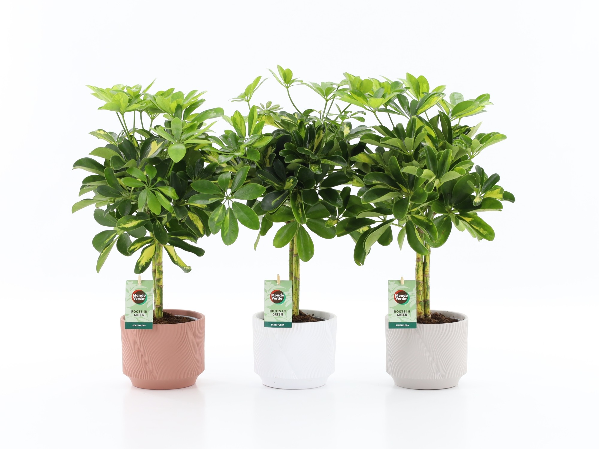 Schefflera Gold Capella in Rodena keramiek, D 13