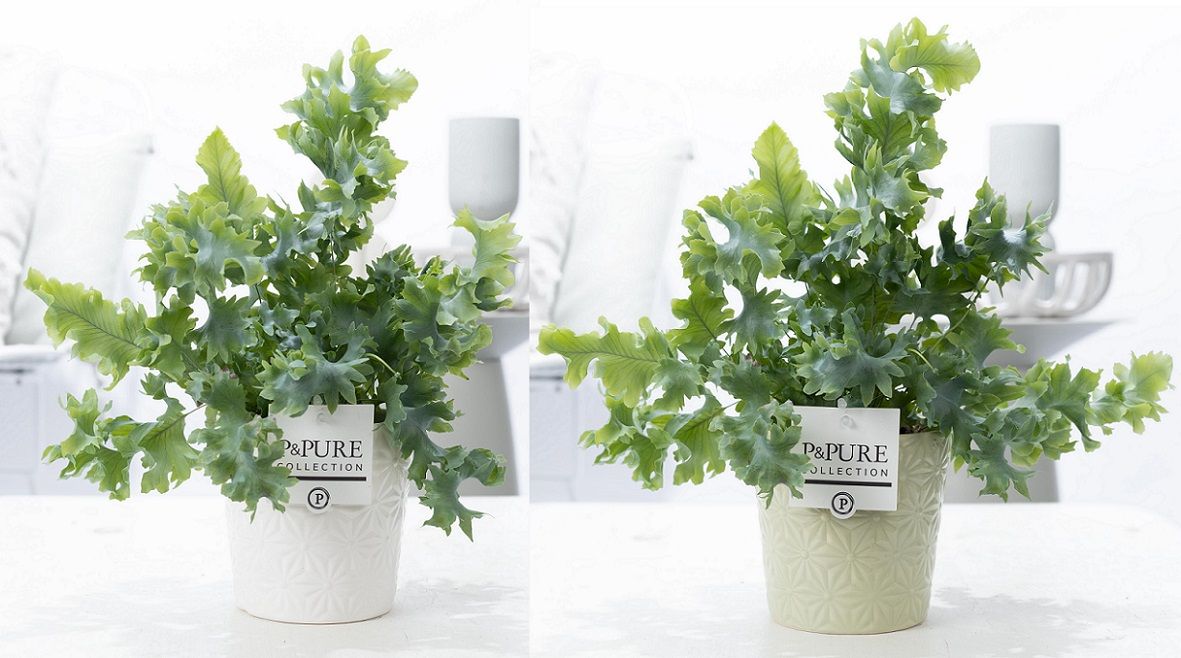 Phlebodium Davana in P&PURE Juliette ceramics ass.2, D 12