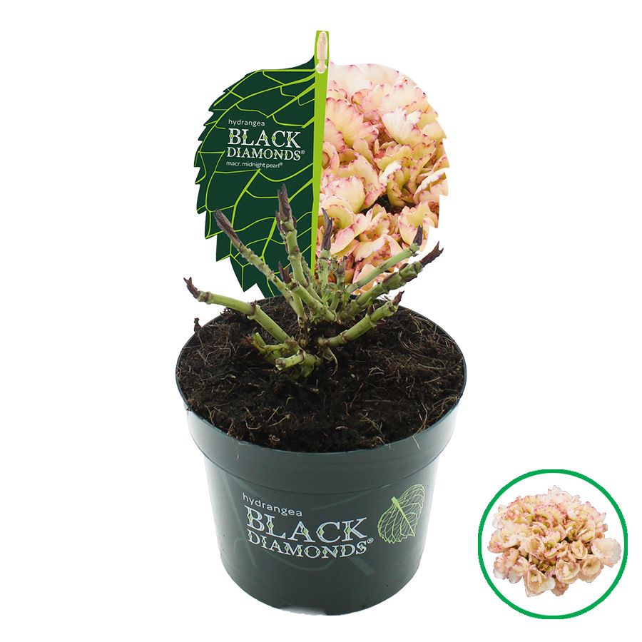 Hydrangea macr. Black Diamonds® 'Midnight Pearl'® C2 (17cm.), D 17