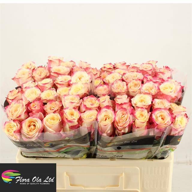 Роза од. Чапю 50, шт.