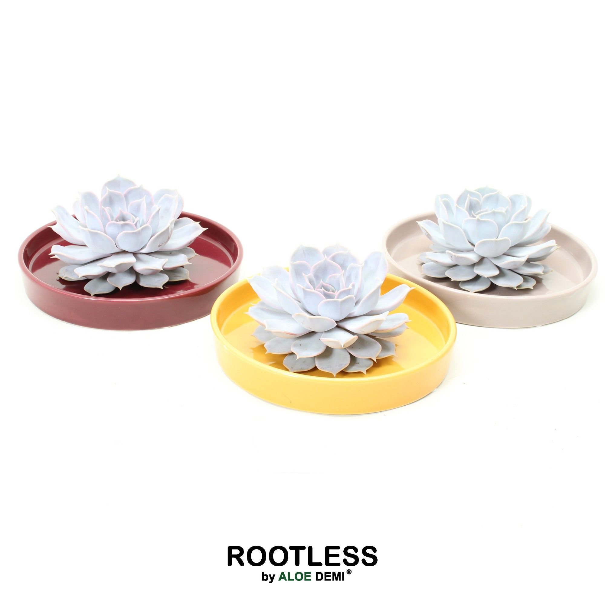 ROOTLESS Echeveria lilacina, Squirrel bowl, D 20 cm