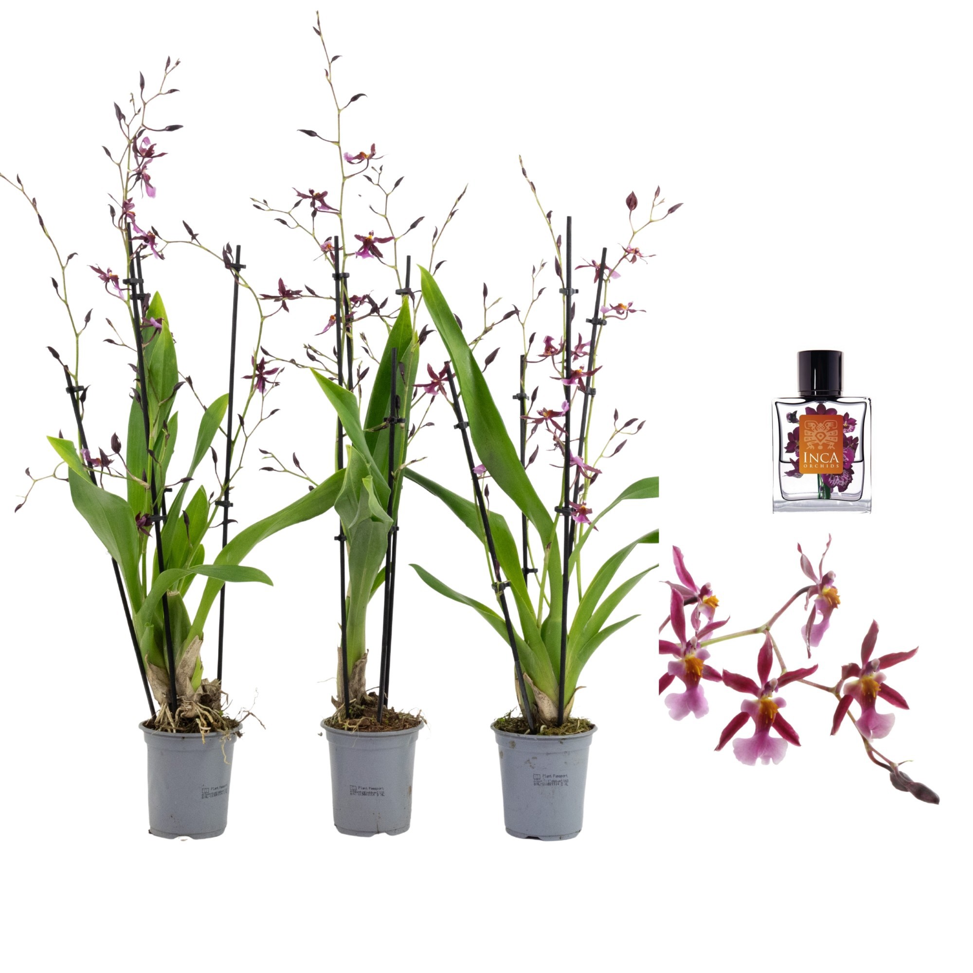 Inca Oncidium Katarina Zoch 4+ spike 9cm, D 9 cm