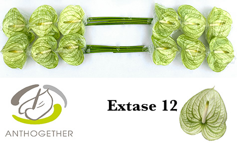 Антуриум Экстаз x12, шт.