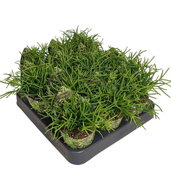 RHIPSALIS 'CASHERO'- POT Ø 6,5 WITH POTCOVER (SUCCULENTS), D 6,5