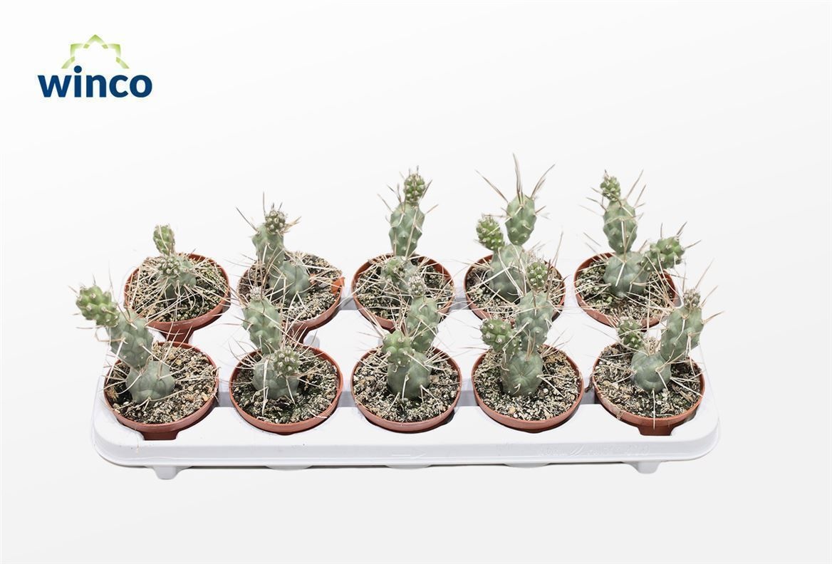 Tephrocactus Aoracanthus, D 10,5 cm