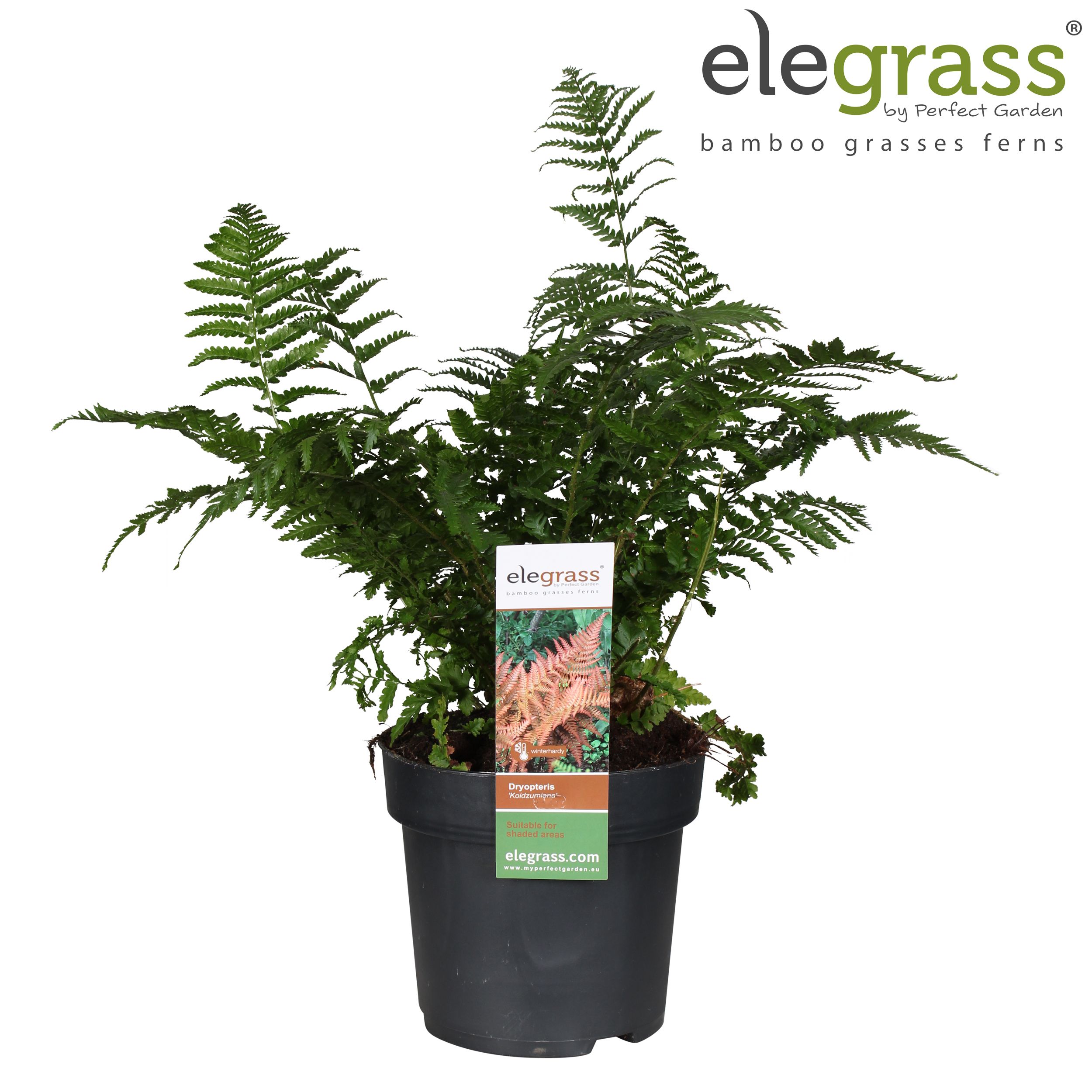 Dryopteris 'Koidzumiana' P19, D 19