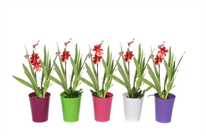 Linge p12 mix Cambria Nelly Isler 1T05+ ( 4 lg/dc ), D 12