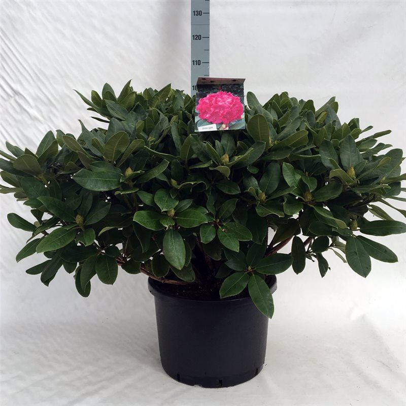 Rhodo. 'Germania' pink, D 47