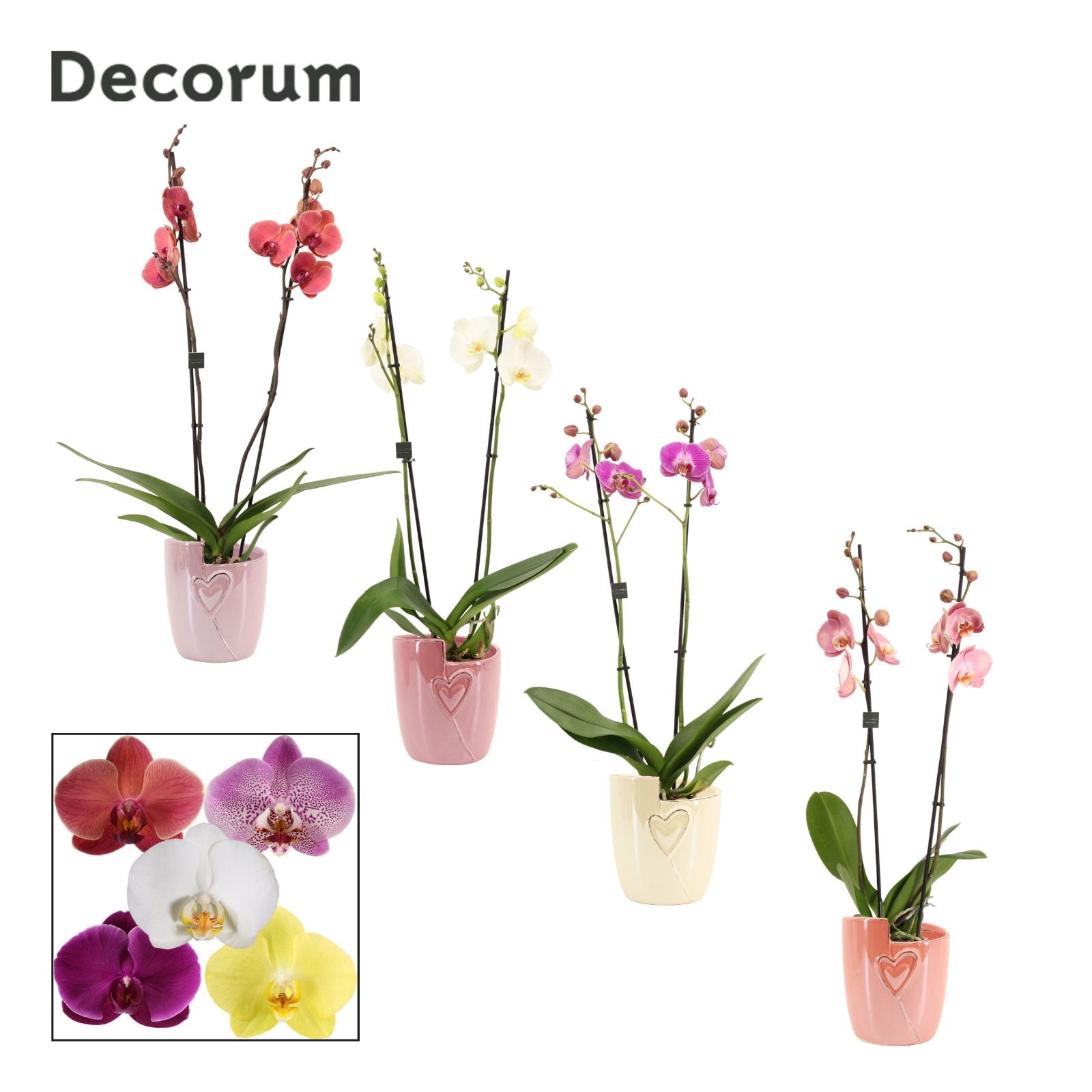 Phalaenopsis 2 tak 16+ mix in Joa (Special moods -collection), D 12