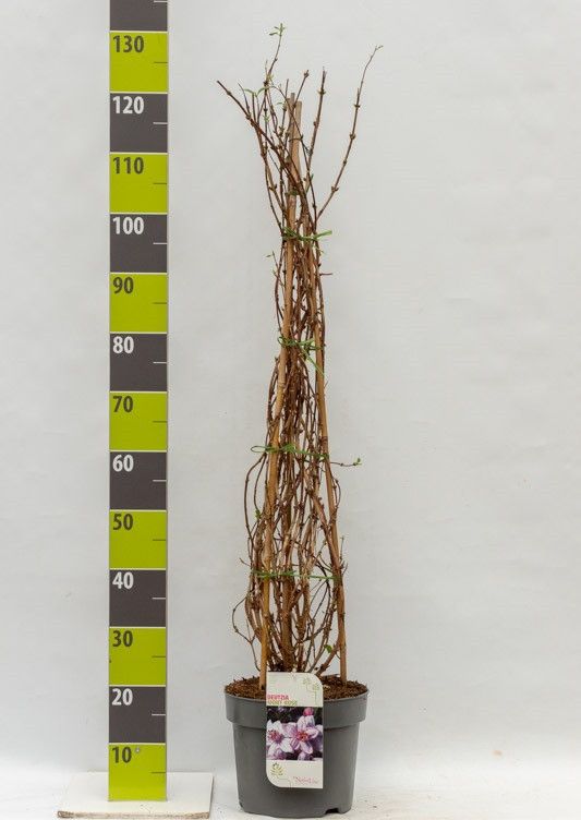 Deutzia hybrida 'Mont Rose' C 7,5, D 27