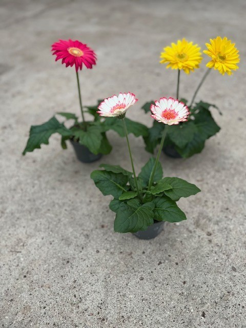 GERBERA-HYBRID, D 12