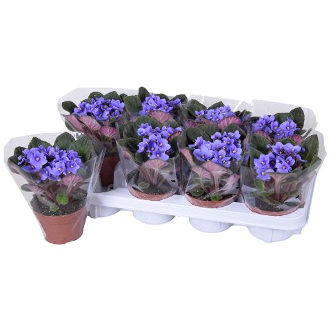Saintpaulia Licht Blauw Blanco hoes x8, D 12 cm Saintpaulia Licht Blauw Blanco hoes x8, D 12 cm