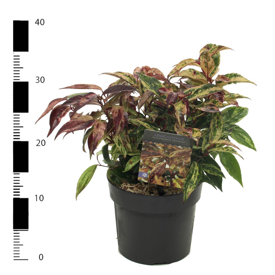 Leucothoe walteri 'Rainbow', D 17