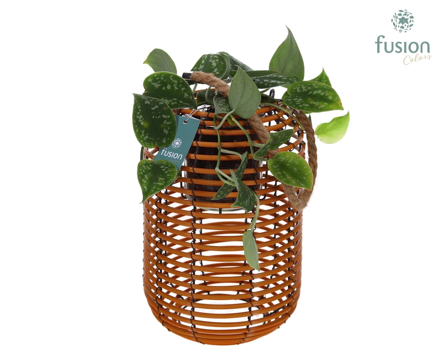 Lantaarn rattan spiraal Hori incl.glas hengsel en Scindapsus, D 19