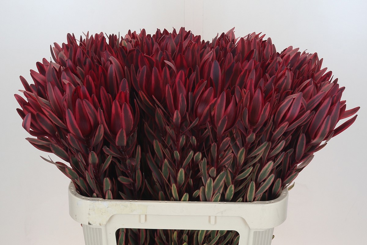 Леукадендрон Джестер 80, шт.