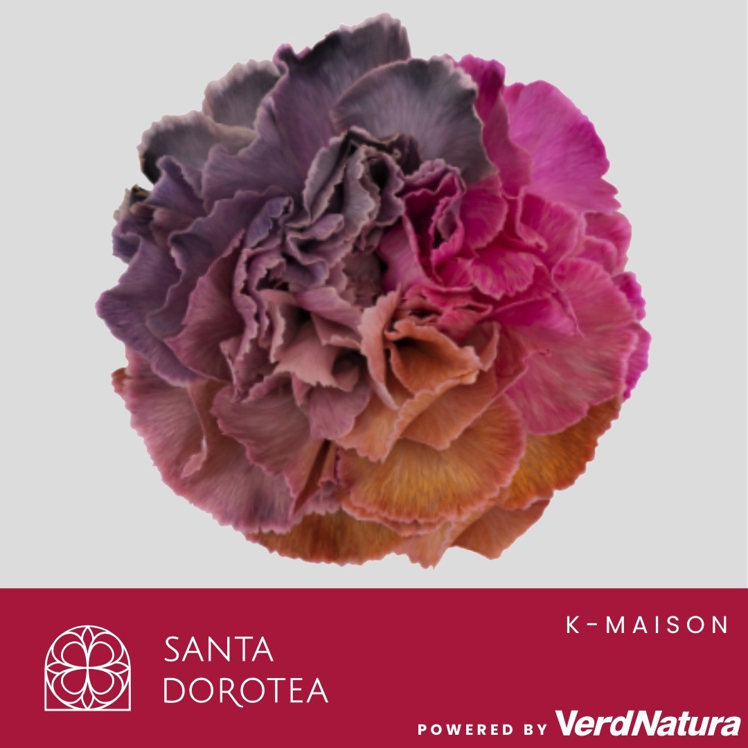 Диантус од. Овериг Крашеный (краш. ), шт.