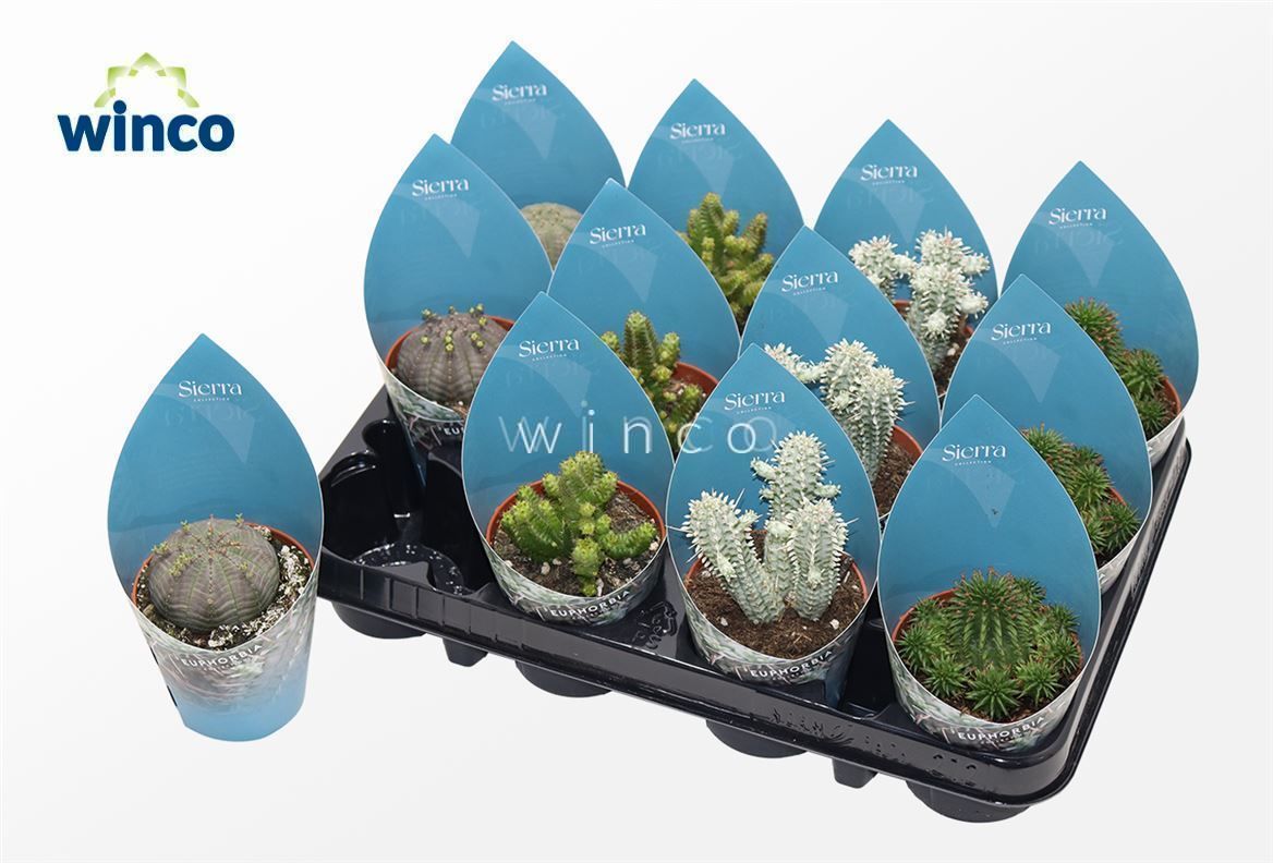 Euphorbia Mix (4spc.) (sierra), D 8,5 cm