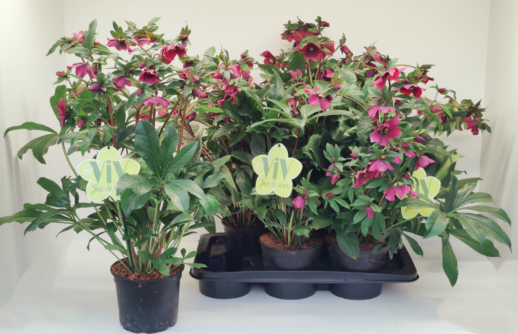 Helleborus orientalis 'ViV Elsa', D 17