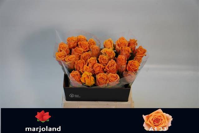 Роза од. Нови! 40, шт.