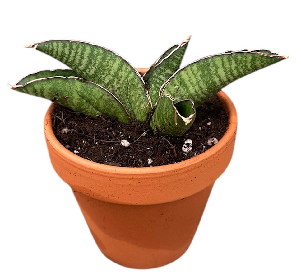 Sansevieria Marscha Anjani, D 8