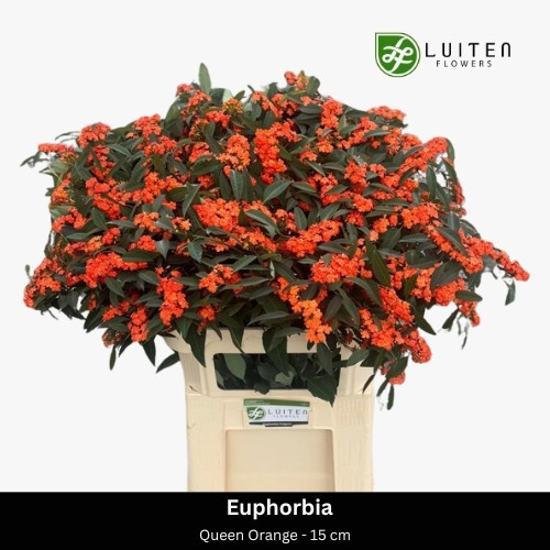 Эуфорбия куст. Квин Оф Оранж 80, шт.