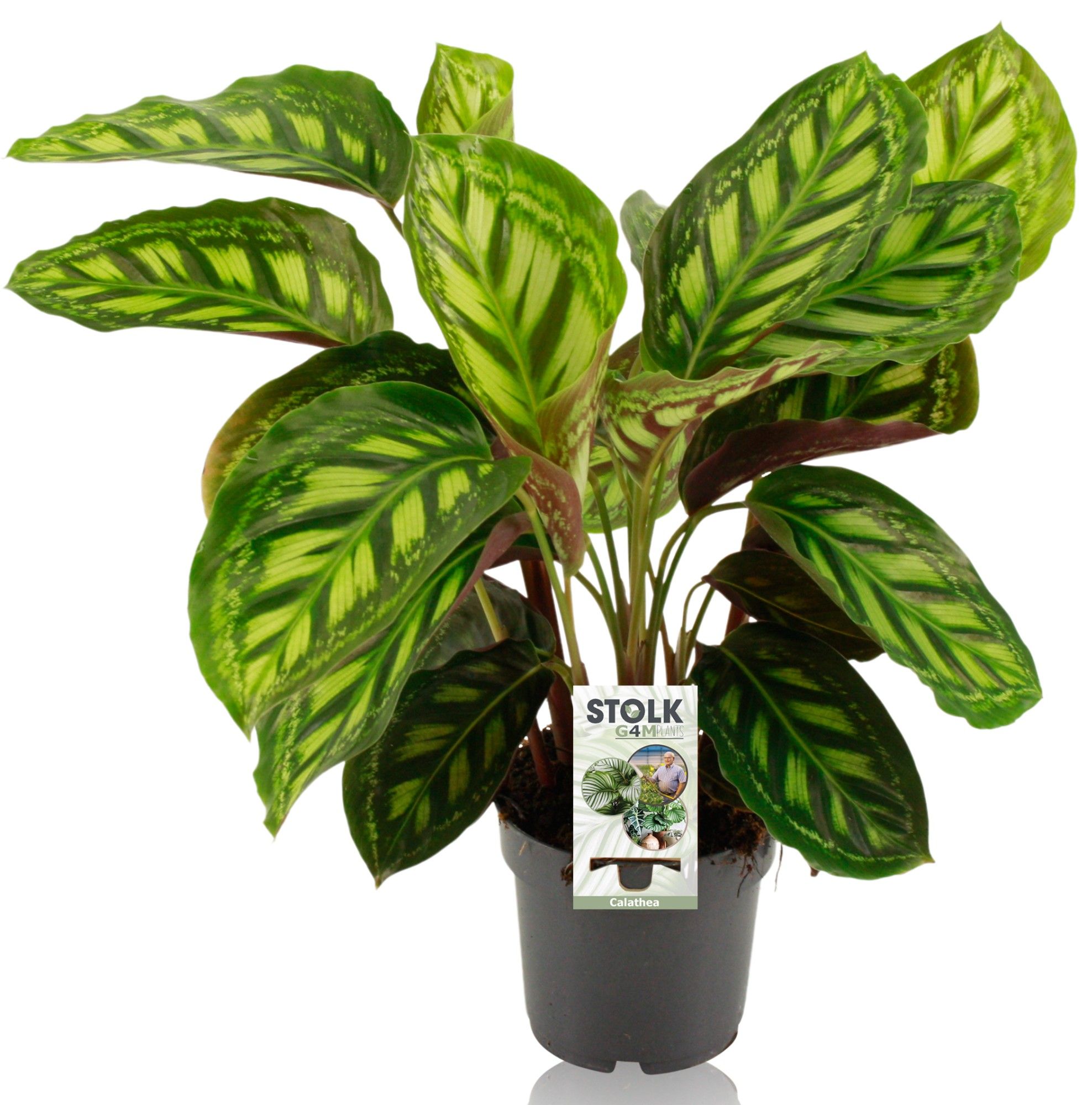 Calathea 14cm 'Moonlight', D 14