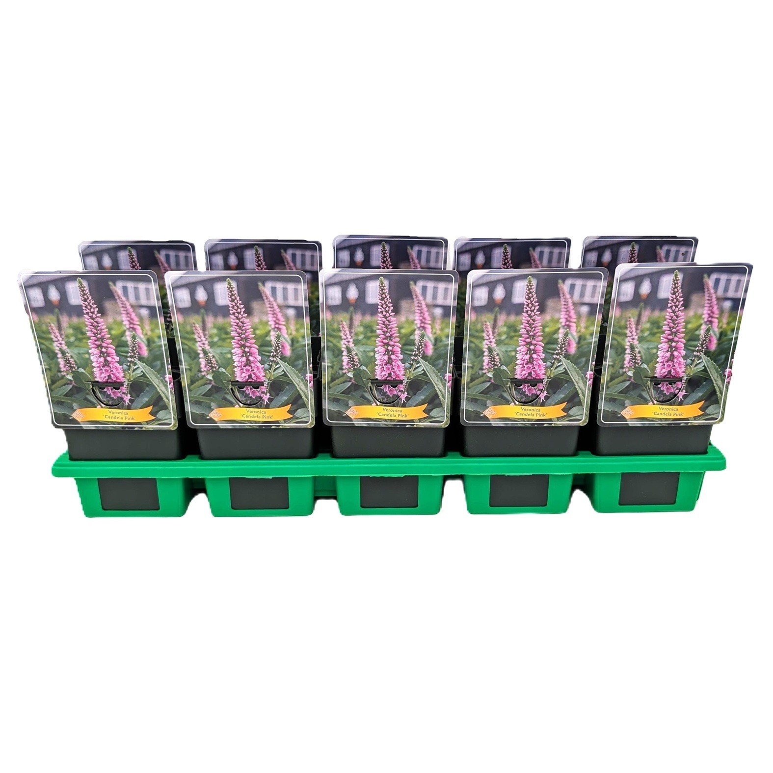 Veronica 'Candela Pink' P11, D 11 cm