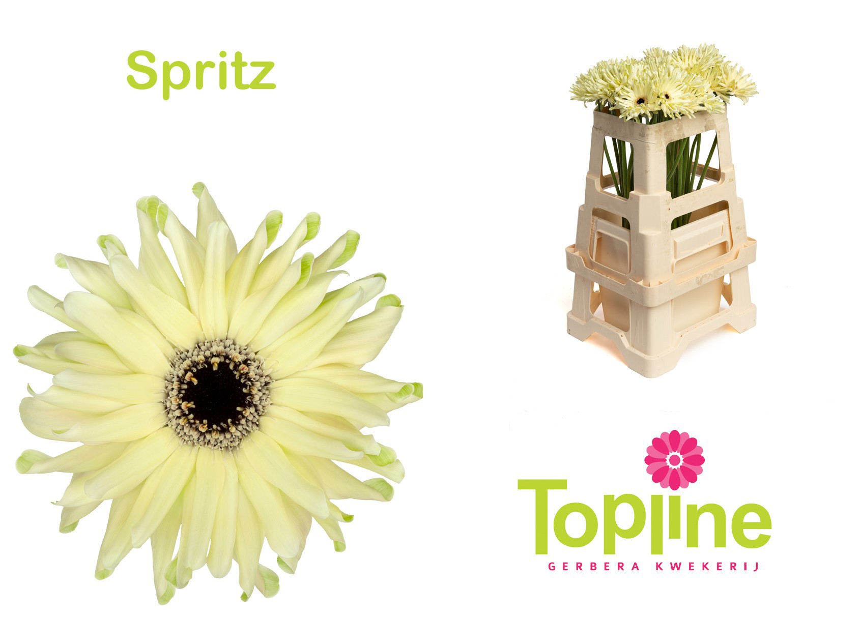 Гербера Пастини Шпритц, шт.