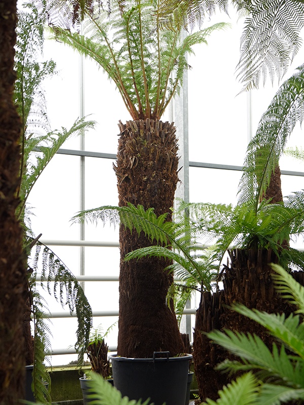 Dicksonia antarctica, D 70