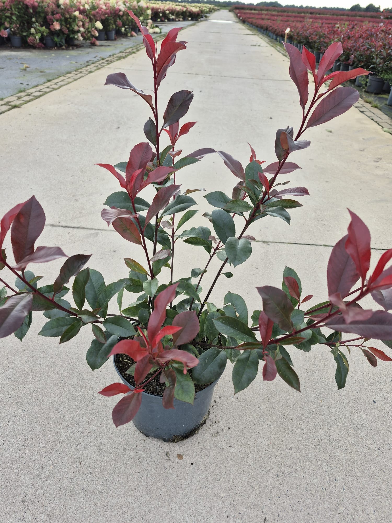 Photinia fra. 'Carre Rouge', D 23 cm
