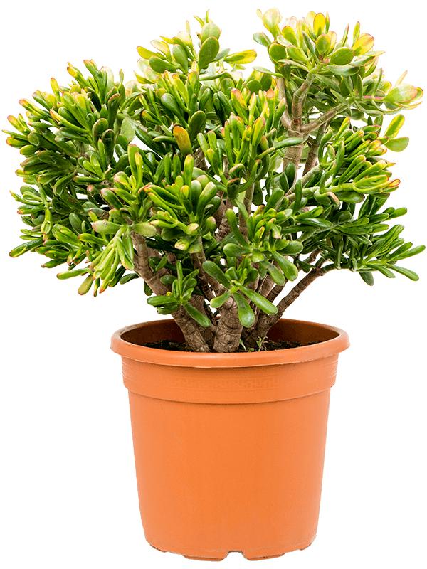 Crassula ovata 'Sunset', D 30