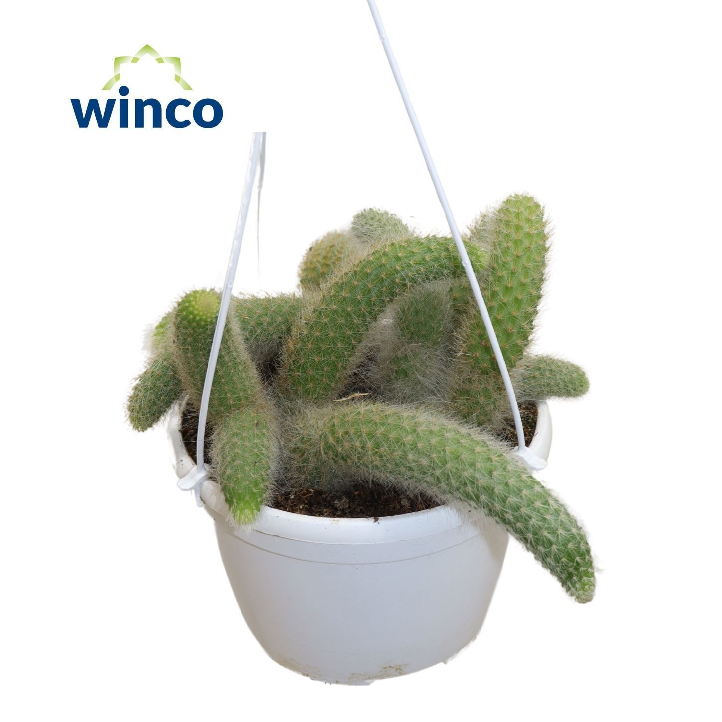 Hildewinteria Colademoninis, D 15