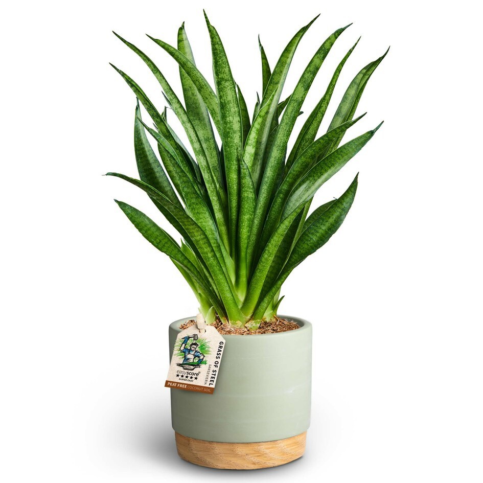 Woodbase Green, Sansevieria ´Panthera', D 10 cm