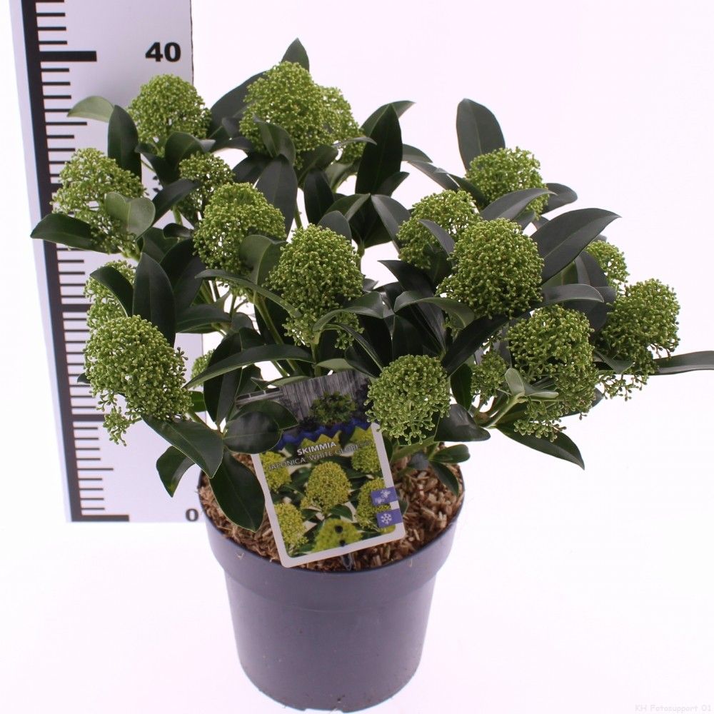 Skimmia jap. 'White Globe', D 19