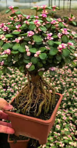 суккулент 15 сетс оф рут пикинг голд бранчес 六角盆 30