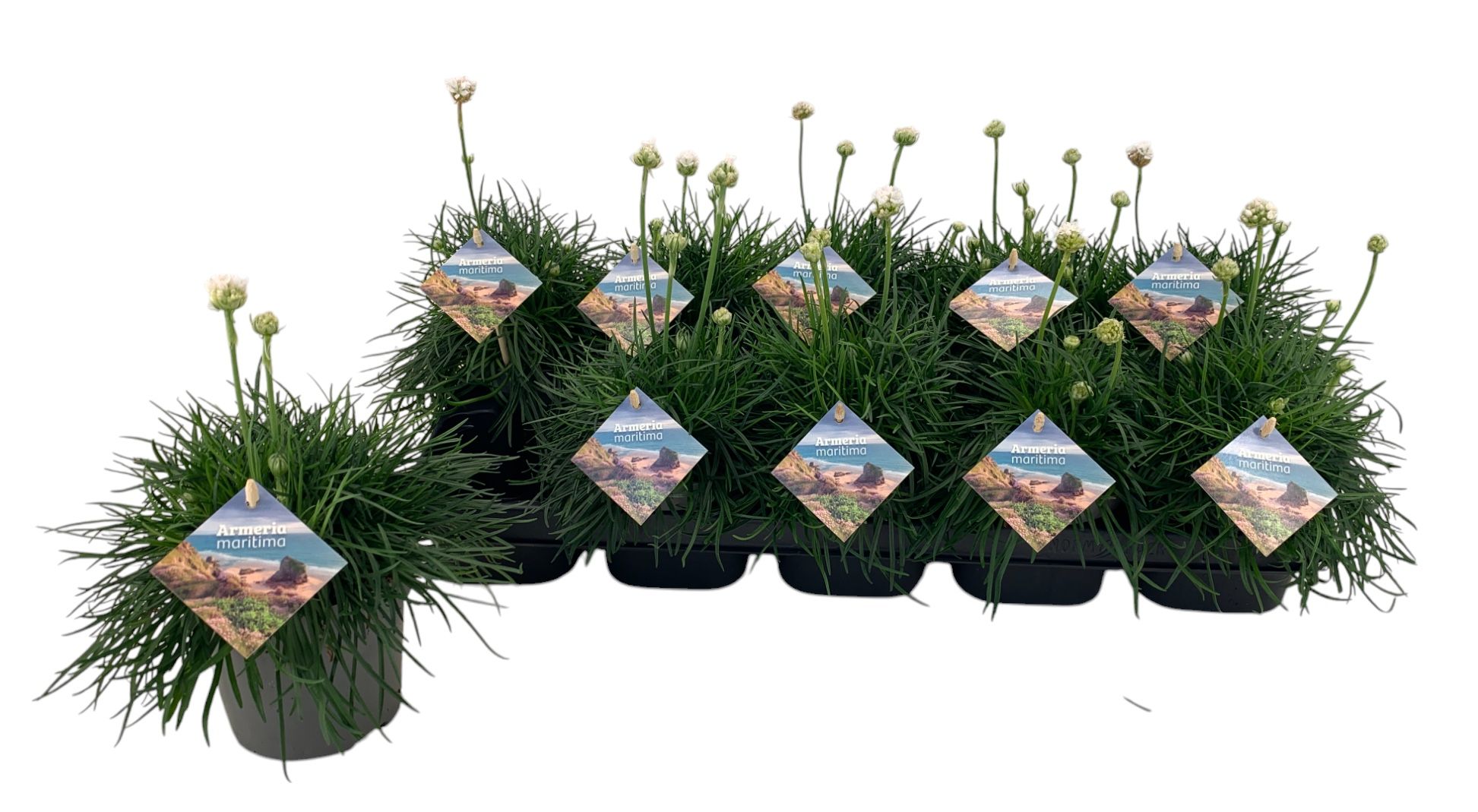 Armeria Maritima wit, D 12