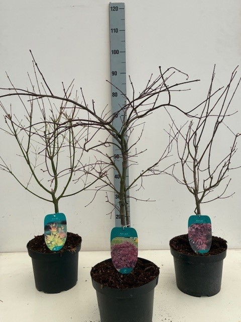 Acer mix P23 5/8 species, D 23