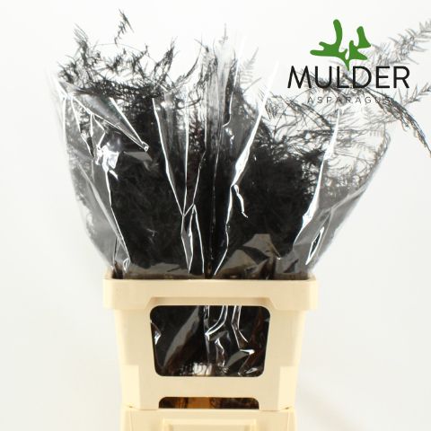 Аспарагус Овериг Крашеный (краш. ) 85, шт.