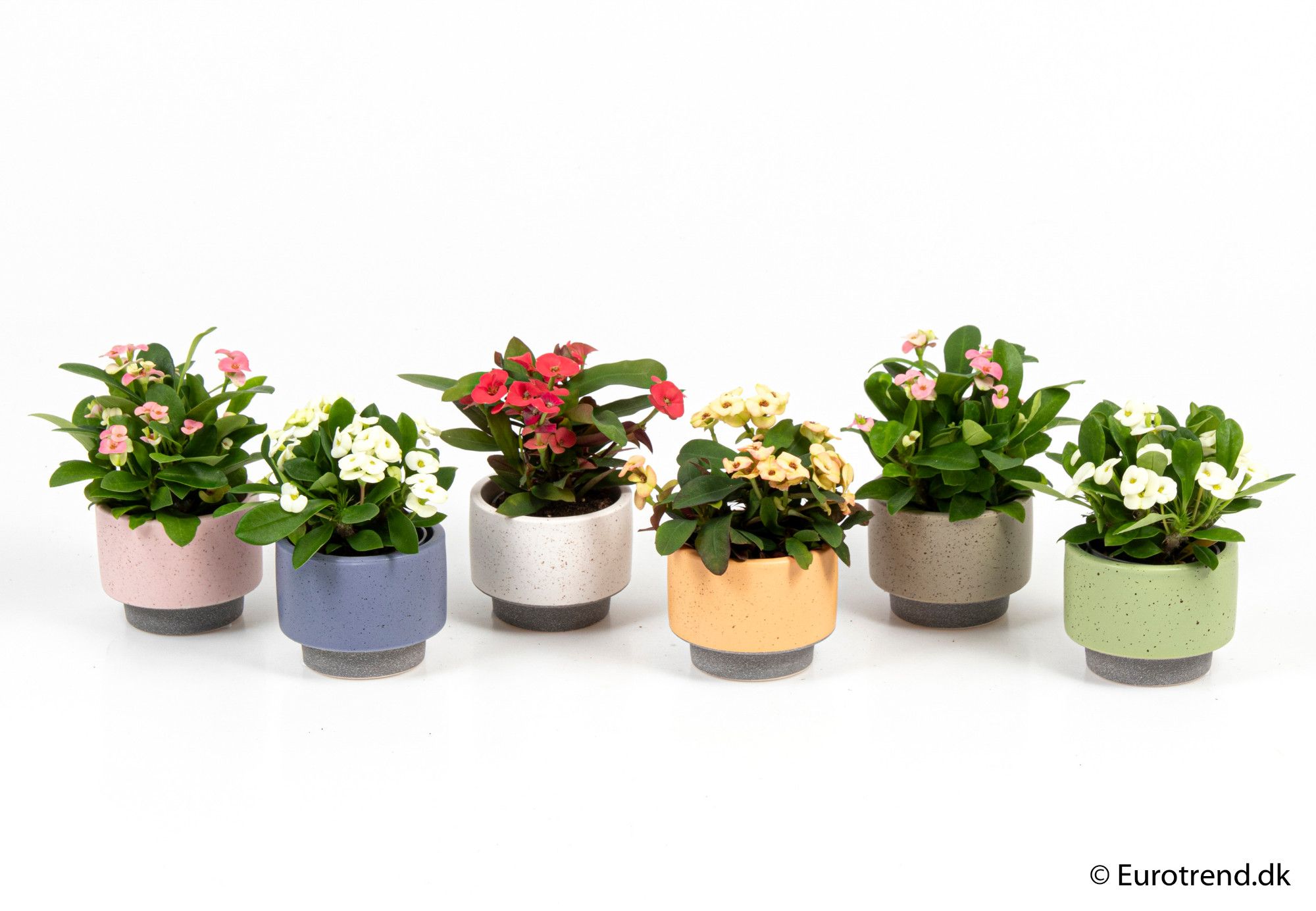 Euphorbia Milii in ceramic - New Look 2025, D 6